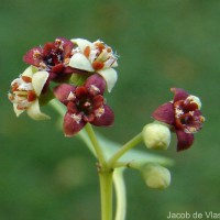 Santalum album L.